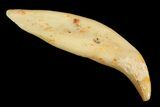 Oligocene Fossil Mammal Canine Tooth - France #154980-1